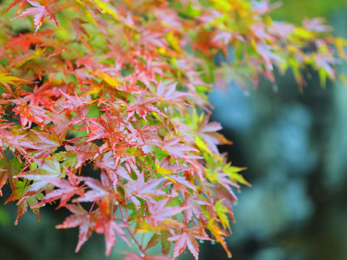 Yamashiro Onsen Midori No Yado Bansyoukaku Otel Kaga  Dış mekan fotoğraf